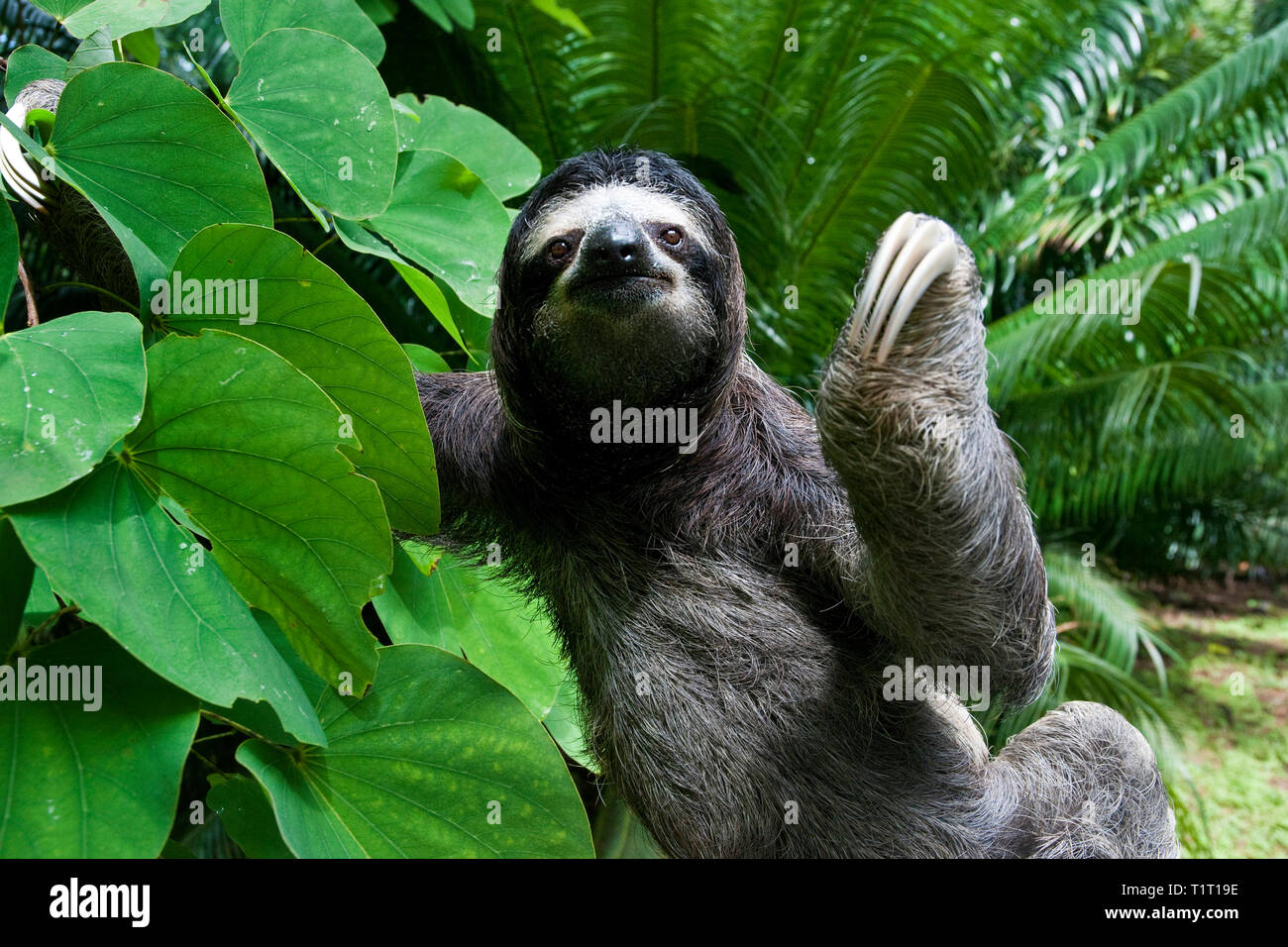 Brown-throated Sloth (Bradypus variegatus), on a tree, Siquirres, Costa Rica Stock Photo