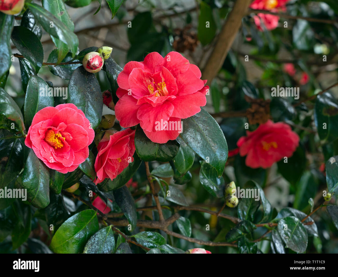 Camellia japonica,common camellia, Japanese camellia Stock Photo