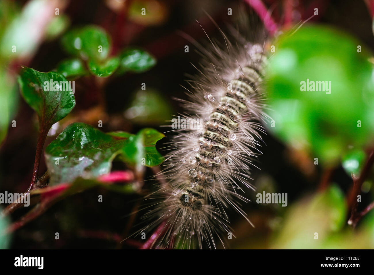 Gypsy moth caterpillar wet after the rain crawling on the leaf Stock Photo