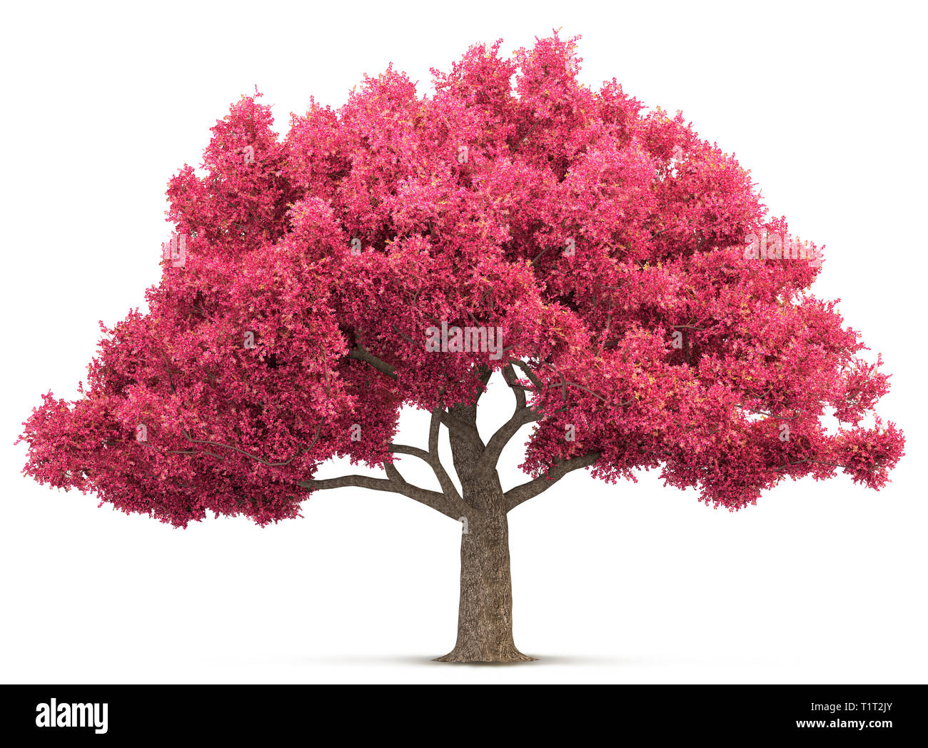 cherry blossom tree isolated 3D illustration Stock Photo