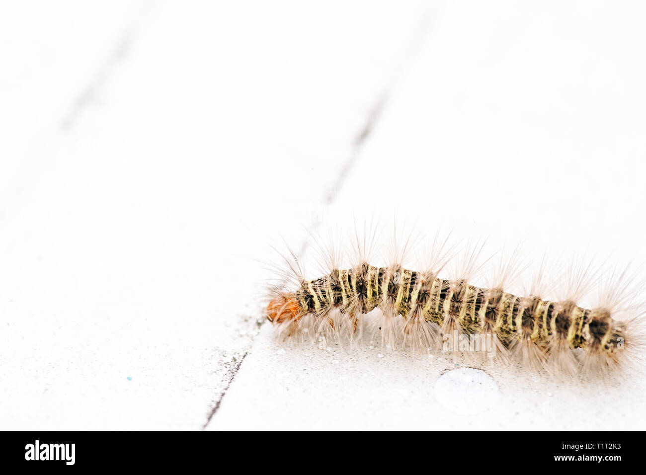 Gypsy moth caterpillar crawling on white background Stock Photo
