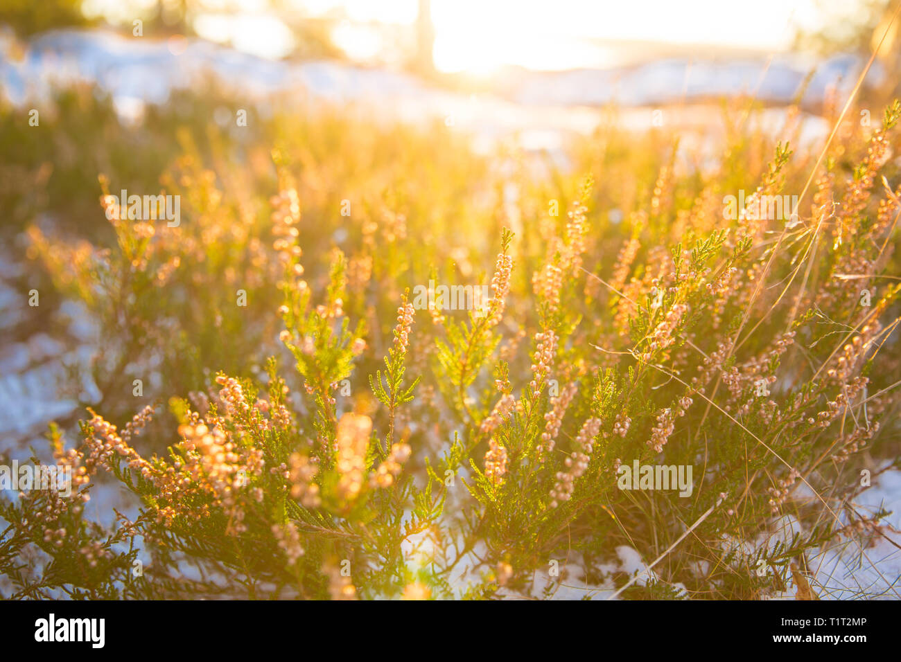 Background of heather fields in bloom on rocks. Late autumn forest with snow. Finland, Helsinki. Close-up Stock Photo