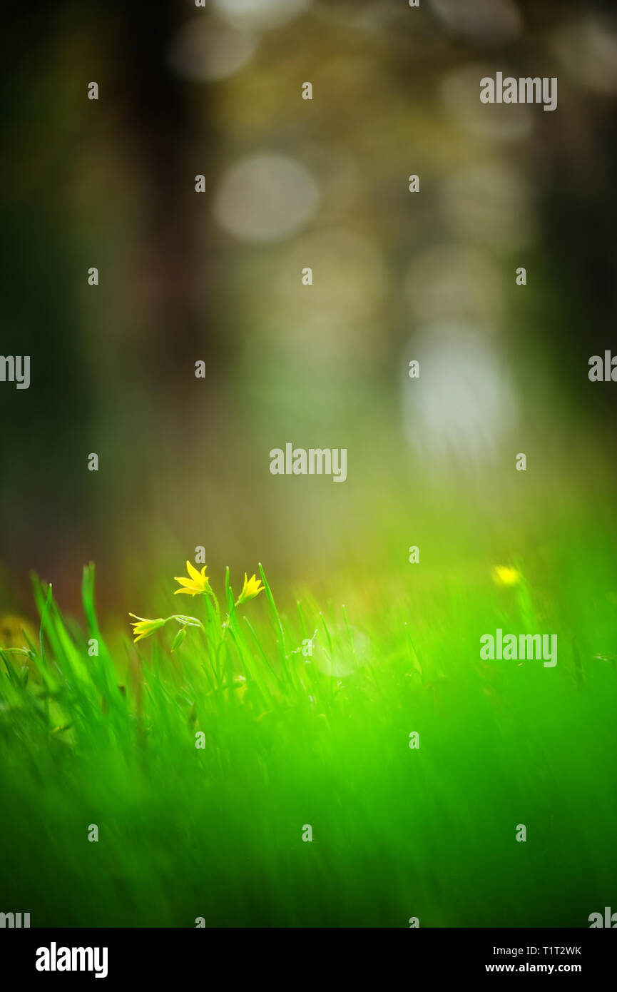 Gagea minima spring flowers in the meadow. Selective focus and shallow depth of field. Stock Photo