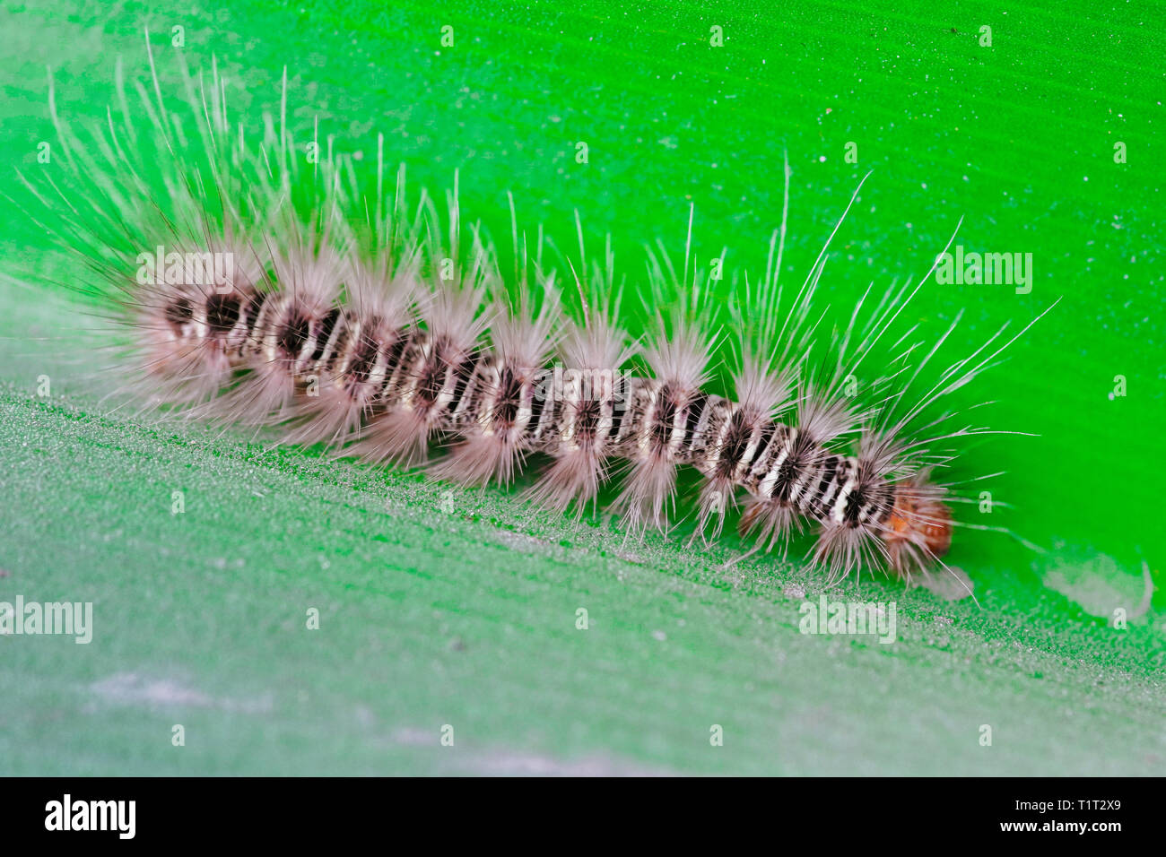 Gypsy moth caterpillar wet after the rain crawling on the leaf close up Stock Photo