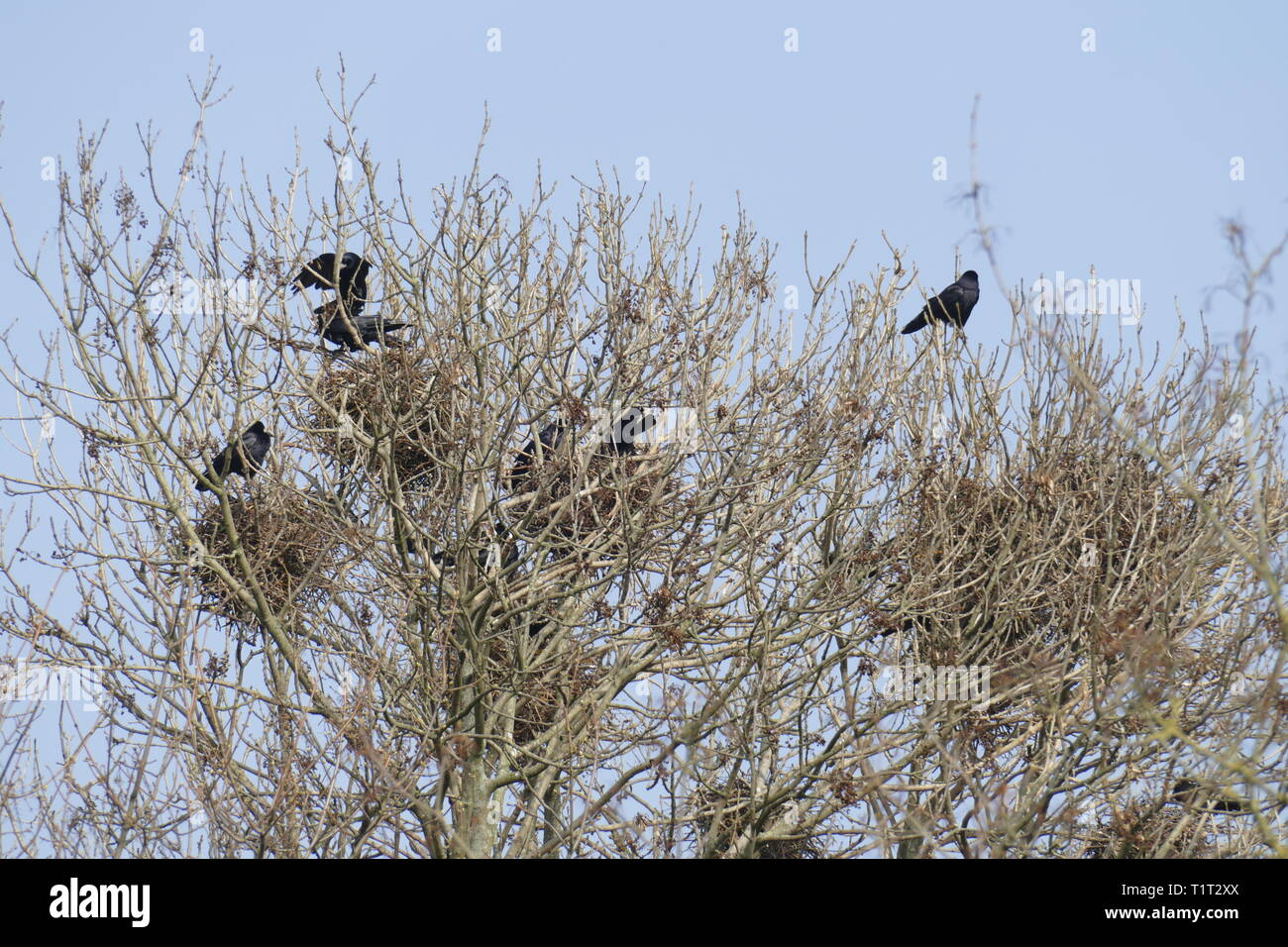 Crows and birds nests on a treetop, blue sky Stock Photo Alamy