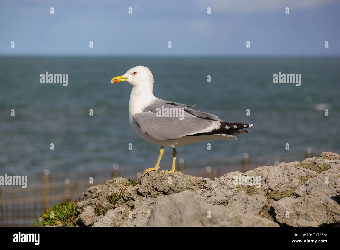 Seagull posing on a windy day standing on a rock Stock Photo