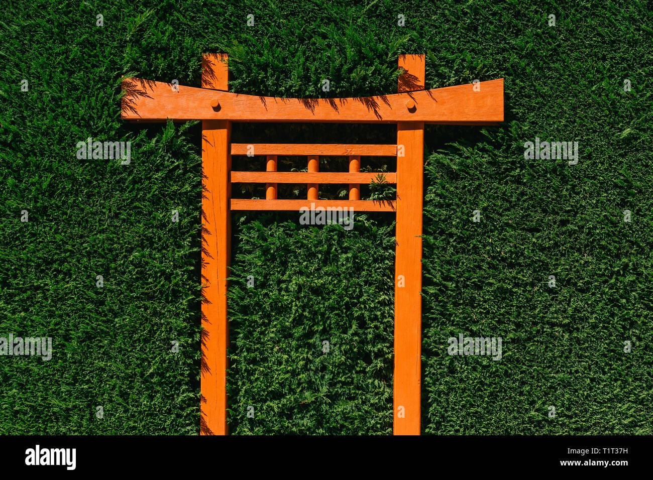 An orange torii gate growing into a garden hedge. Stock Photo