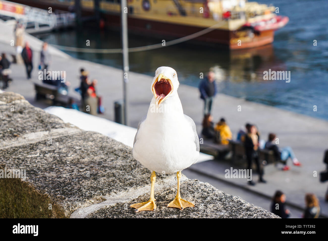 Macro of a funny seagull with mouth wide open. Blurred background. Stock Photo