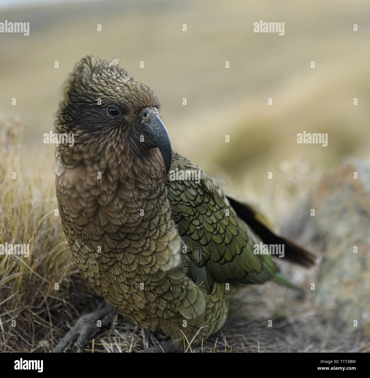 Wild Kea Parrot In The Mountains Of New Zealand Stock Photo Alamy