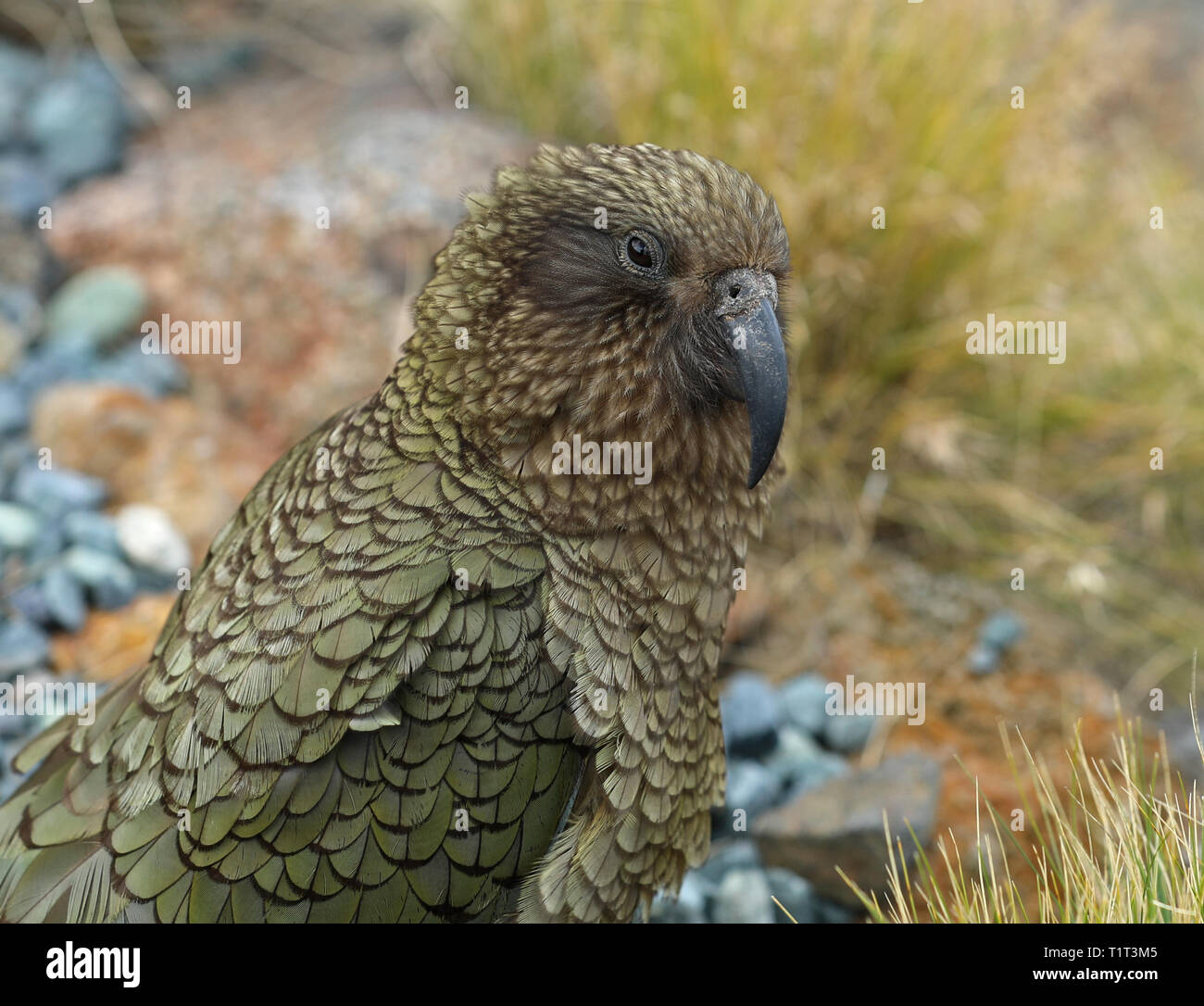 Wild Kea Parrot In The Mountains Of New Zealand Stock Photo Alamy