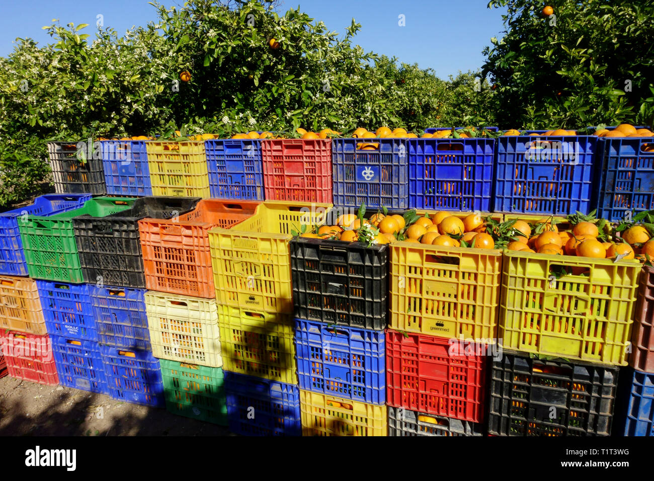 Harvest oranges in Valencia Spain agriculture Stock Photo