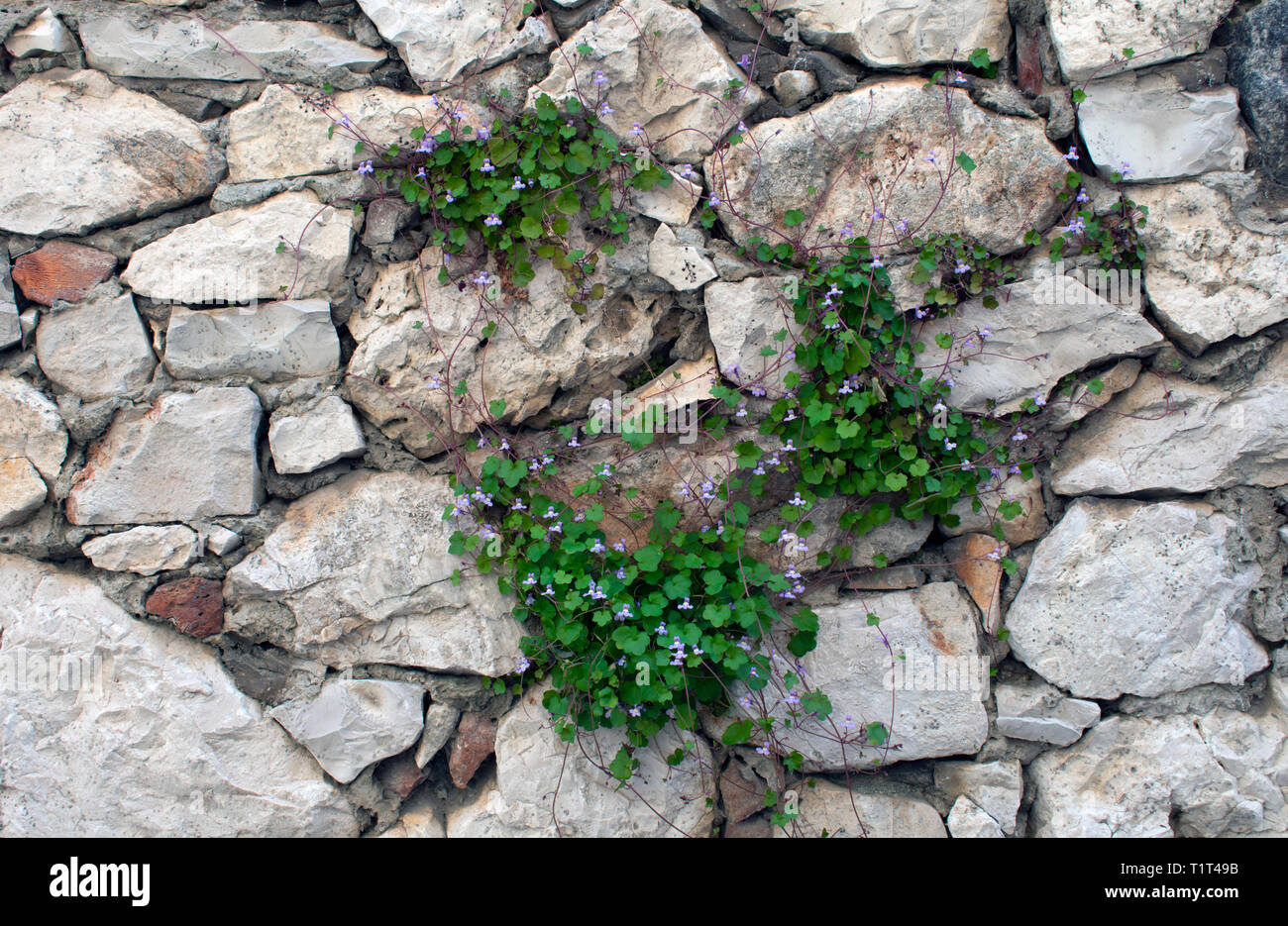 Stone wall background with grass in the middle Stock Photo - Alamy