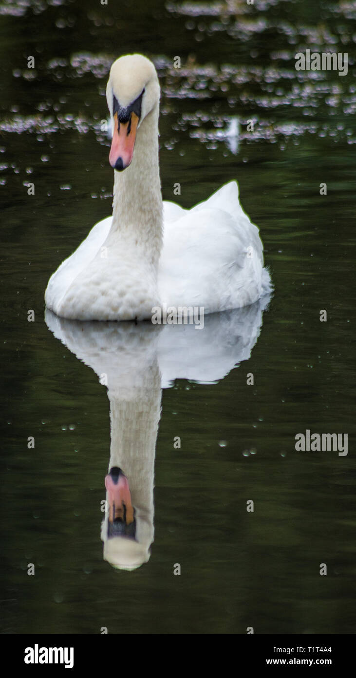 Swan reflection in water hi-res stock photography and images - Alamy