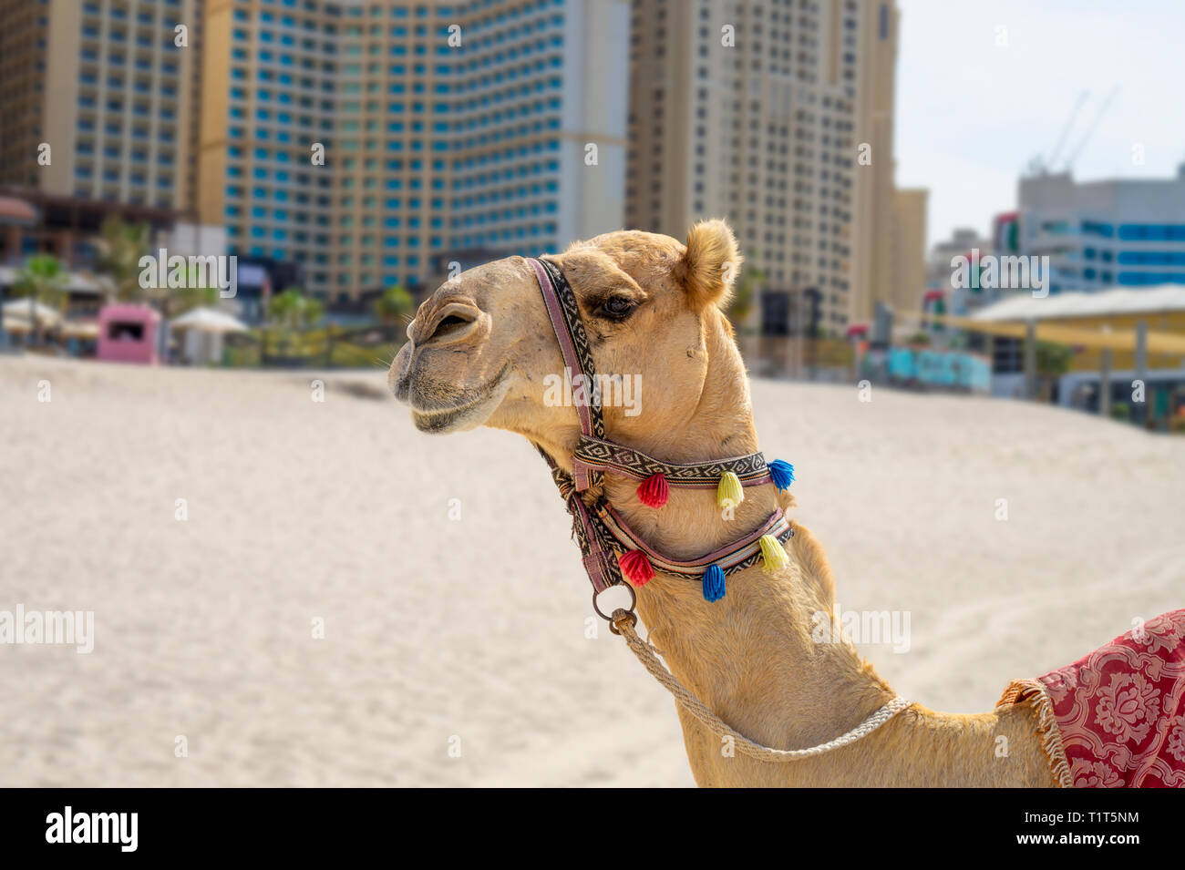 Colorful decorated Camel on the sandy Jumeirah JBR beach in Dubai with skyscrapers Stock Photo