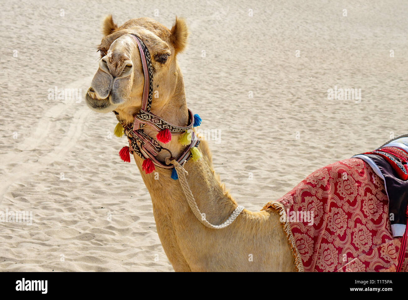 Colorful silly face funny decorated Camel on the sandy background Stock Photo