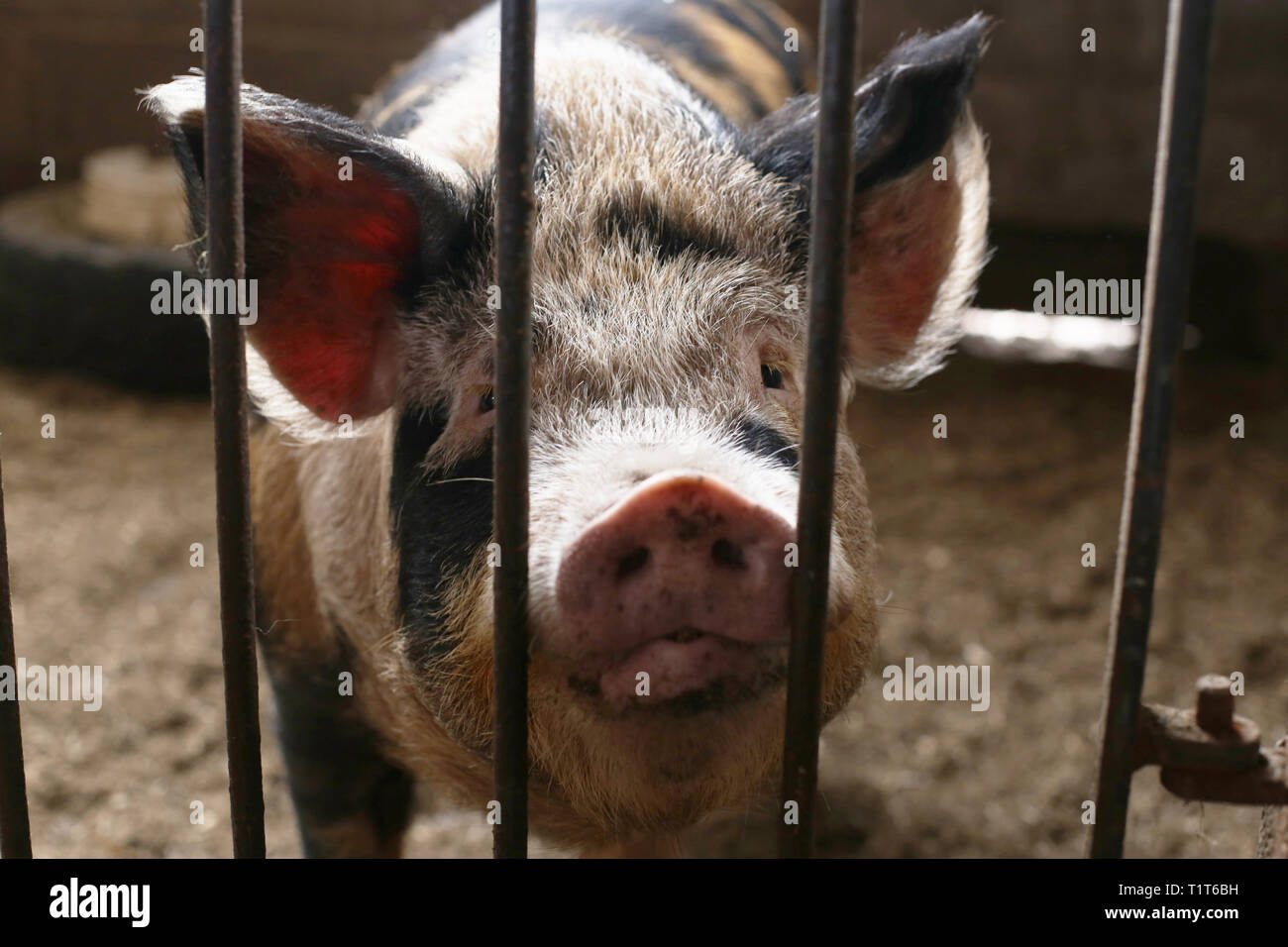 Pig in pen, Walnut Tree farm park Stock Photo