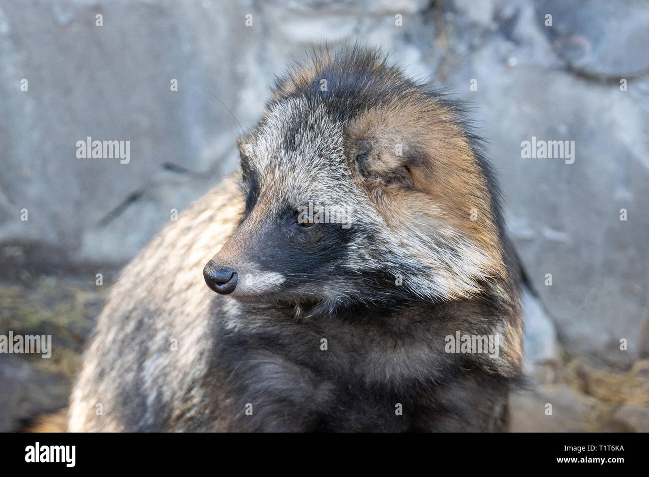 Red Rocks Raccoon portrait of a raccoon sitting on the rocks in the zoo Stock Photo - Alamy