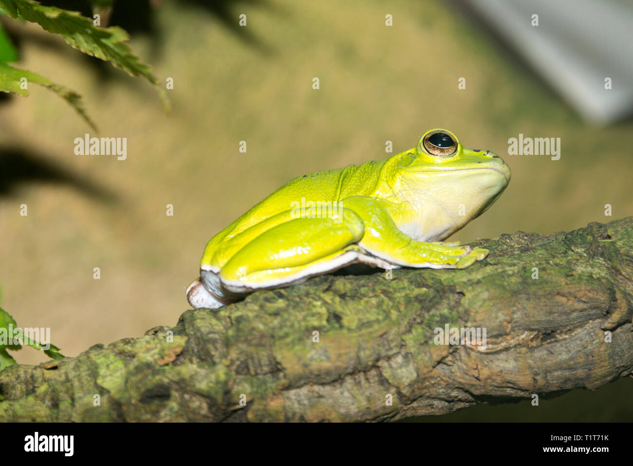 Chinese Gliding Frog (Rhacophorus dennysi) Stock Photo