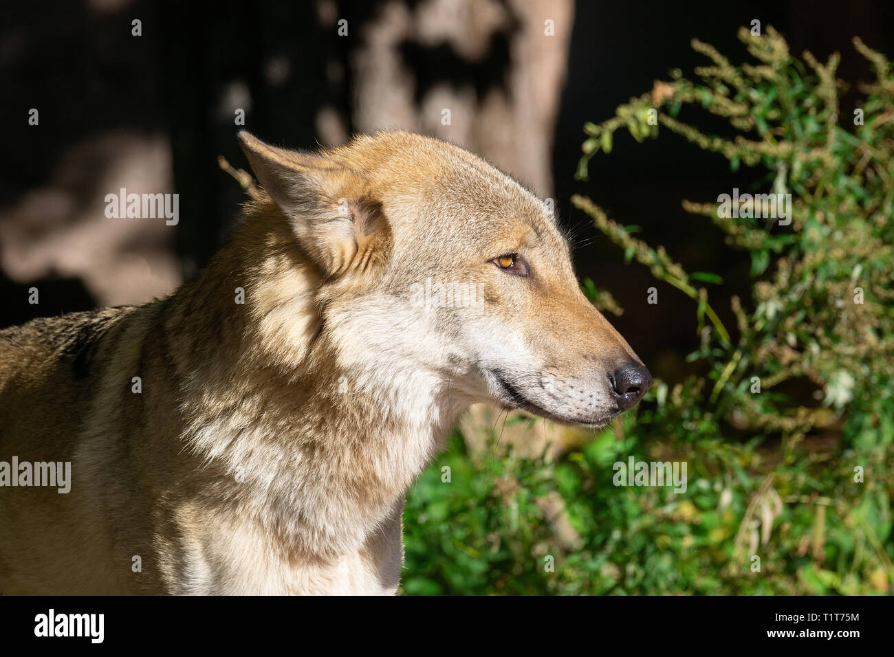 Close up portrait of a grey wolf (Canis Lupus) also known as Timber ...