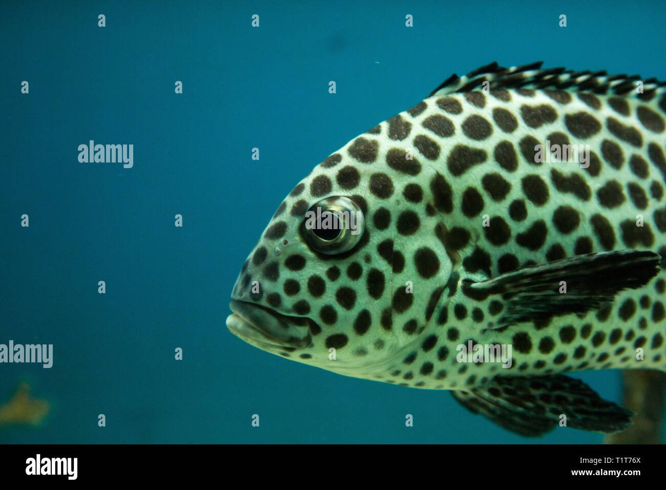 Harlequin sweetlips, Plectorhinchus chaetodonoides in the aquarium of Vietnam Stock Photo