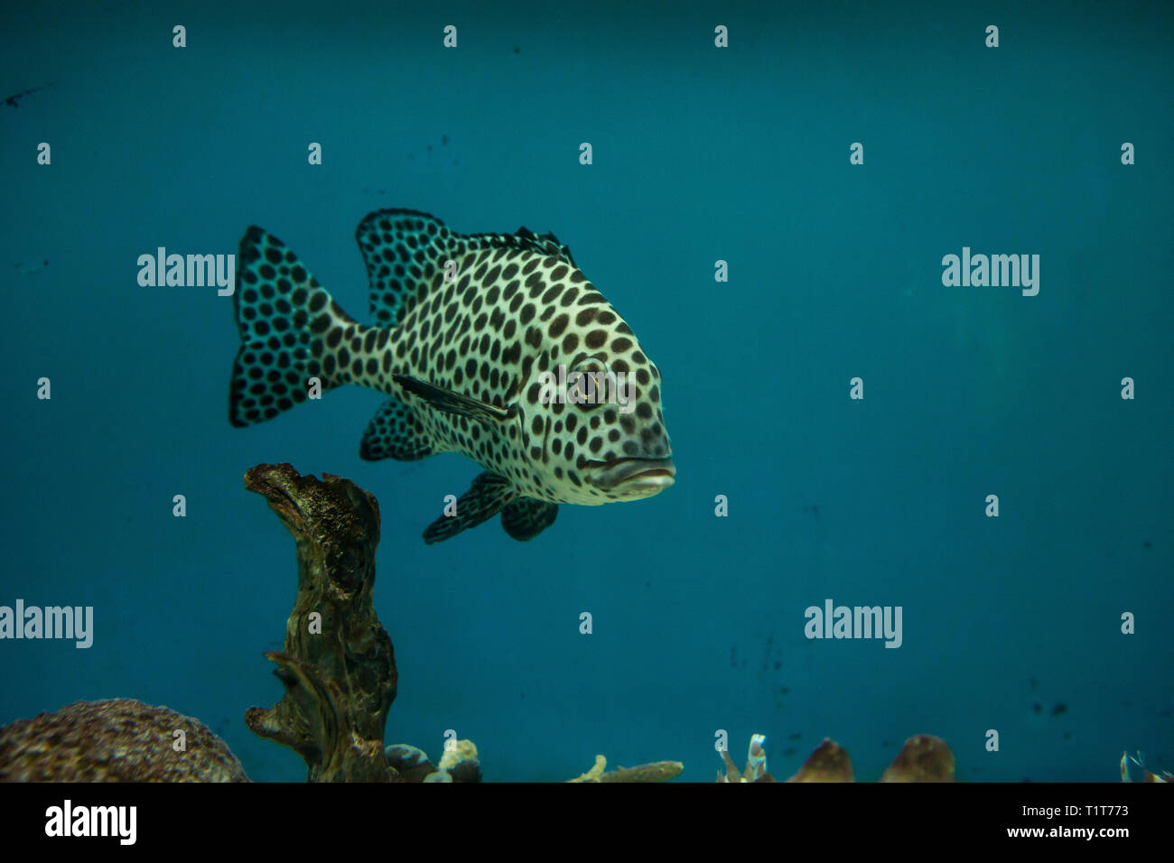 Harlequin sweetlips, Plectorhinchus chaetodonoides in the aquarium of Vietnam Stock Photo