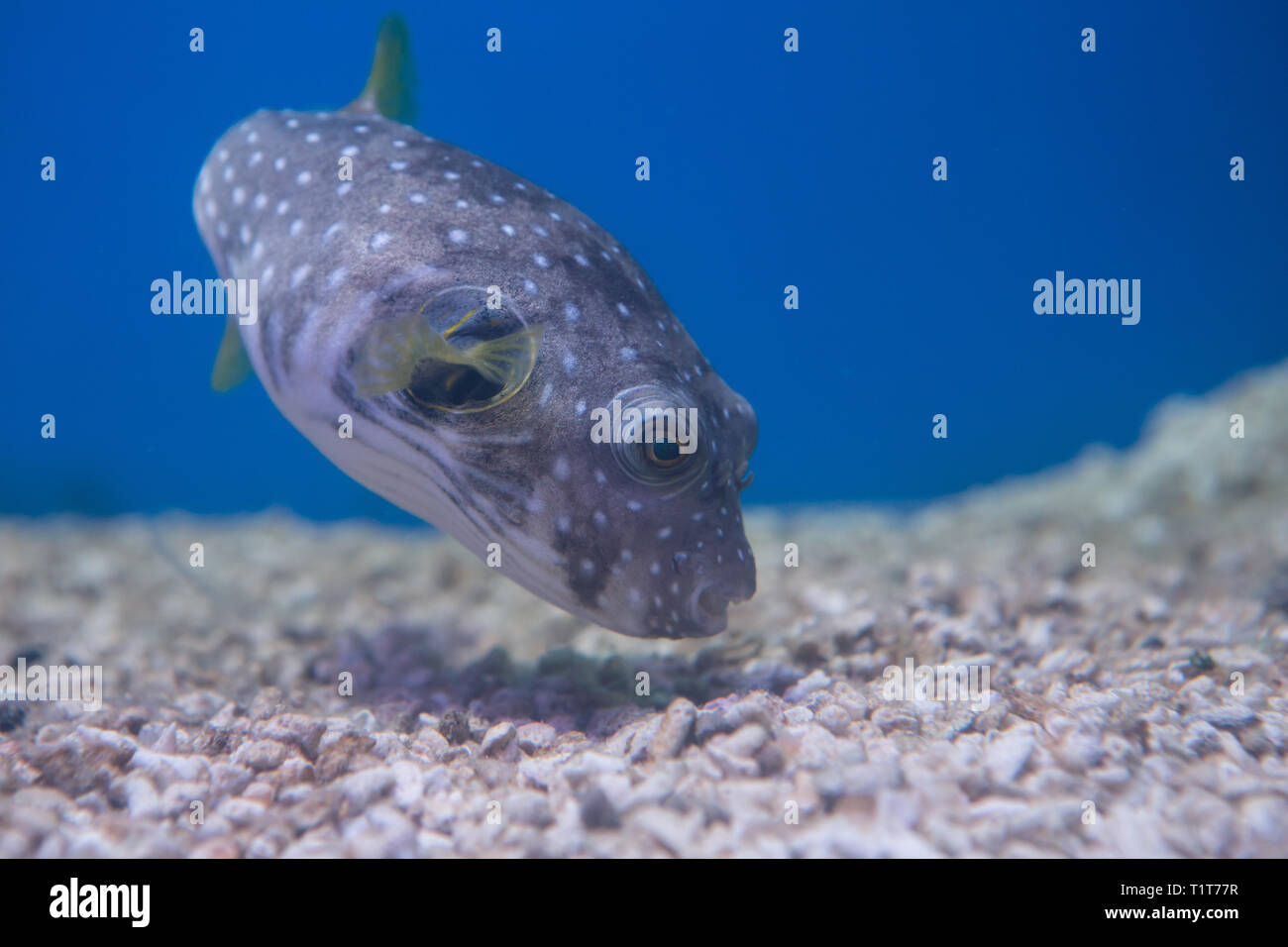 Brown puffer, or brown puffer, or brown dog-fish, or ocular dog-fish Stock Photo