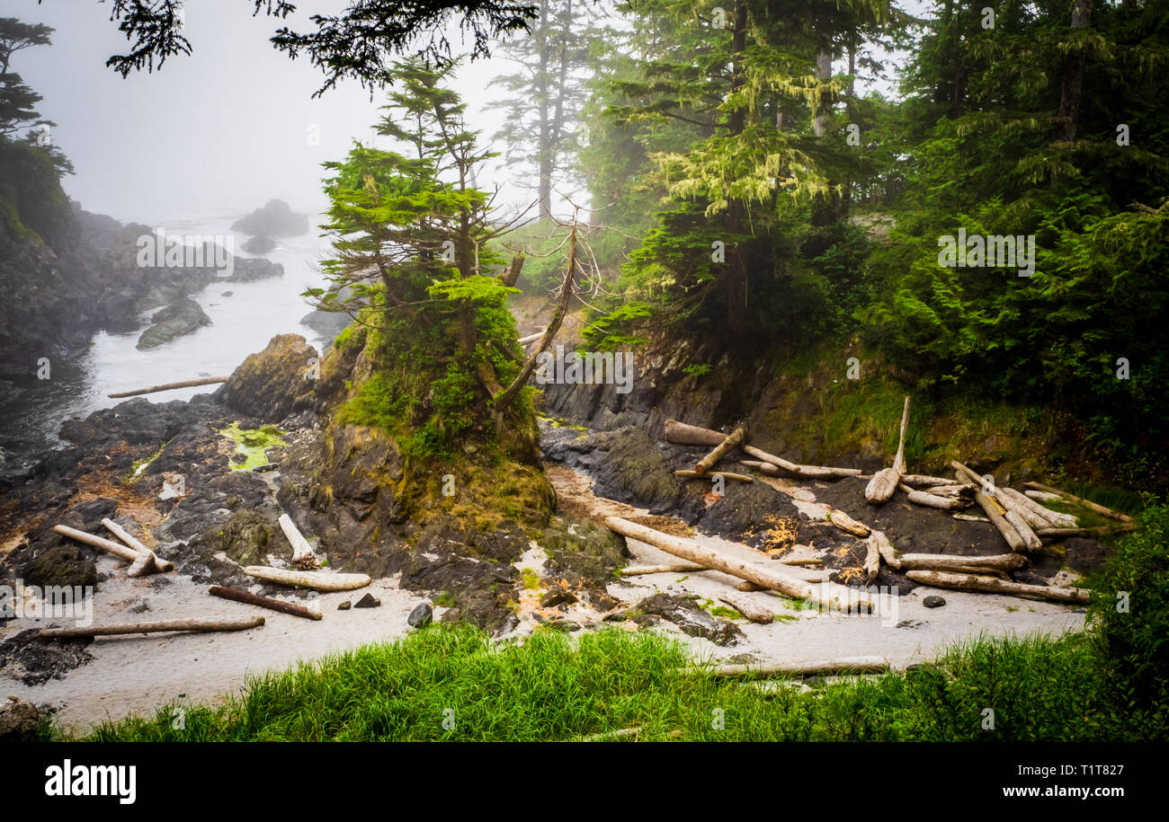 Wild Pacific Trail Ucluelet Vancouver Island Canada. Logs washed up on shoreline Stock Photo