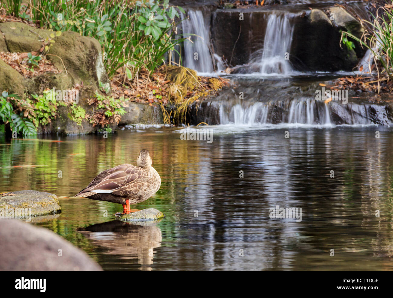 Small waterfall wallpaper hi-res stock photography and images - Alamy