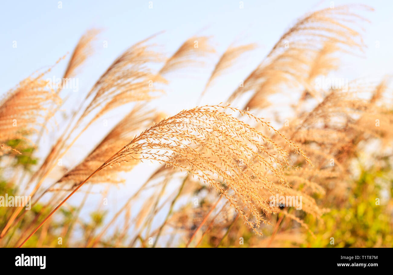 Reed wallpaper hi-res stock photography and images - Alamy