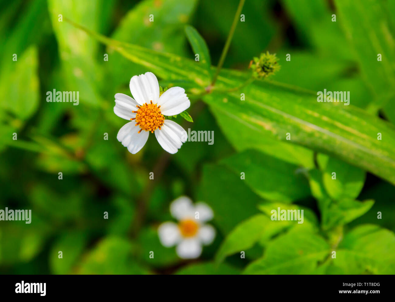 Small white flower in Hong Kong Stock Photo Alamy