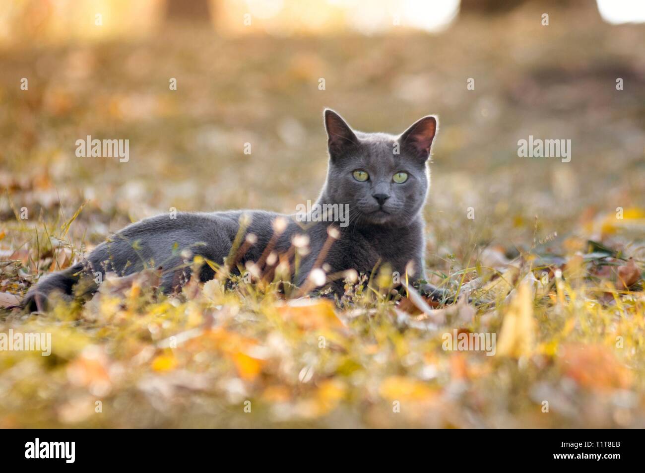 Russian blue cat portrait relaxing on grass outdoors Stock Photo