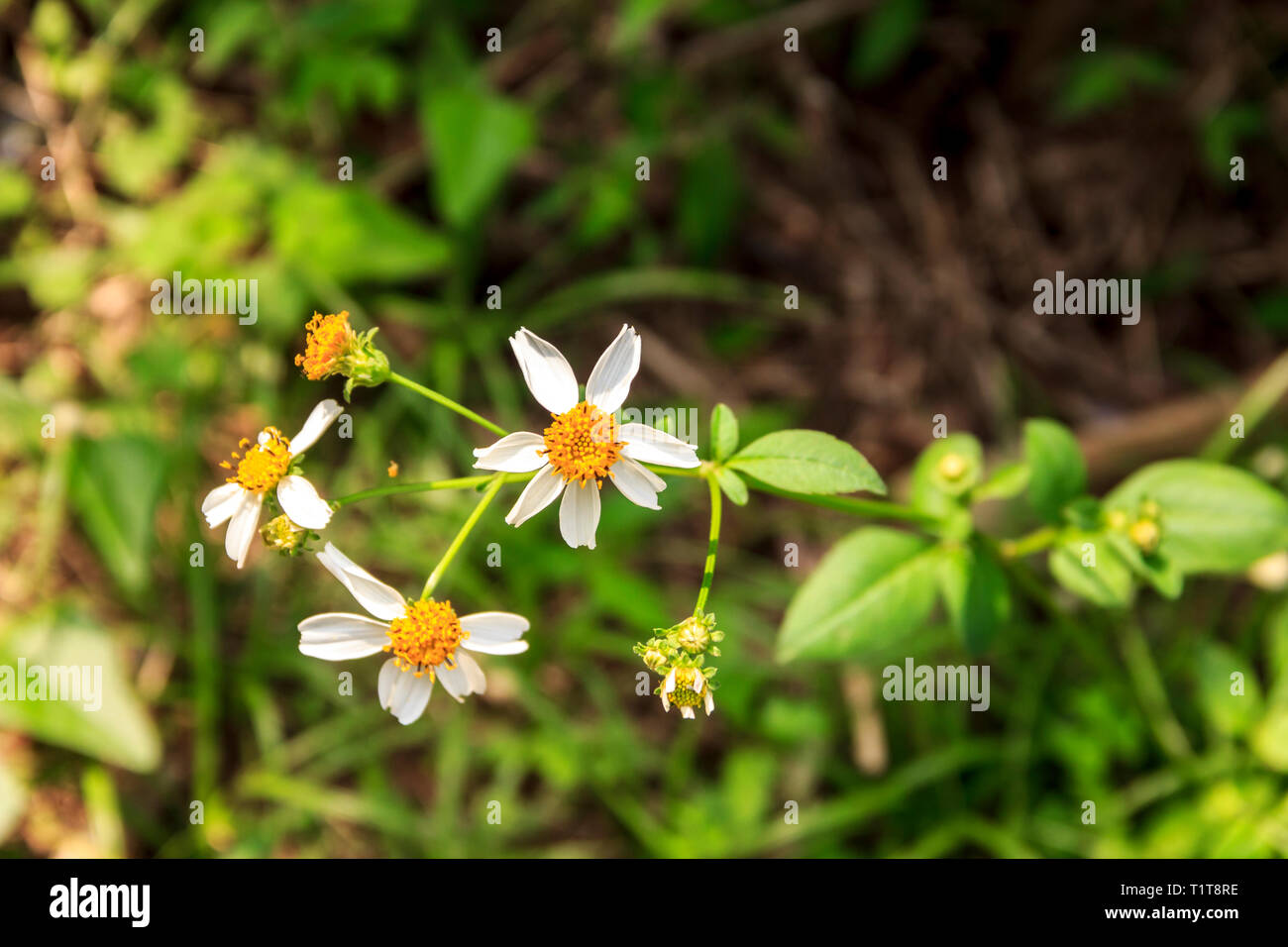 Hong kong flower hires stock photography and images Alamy