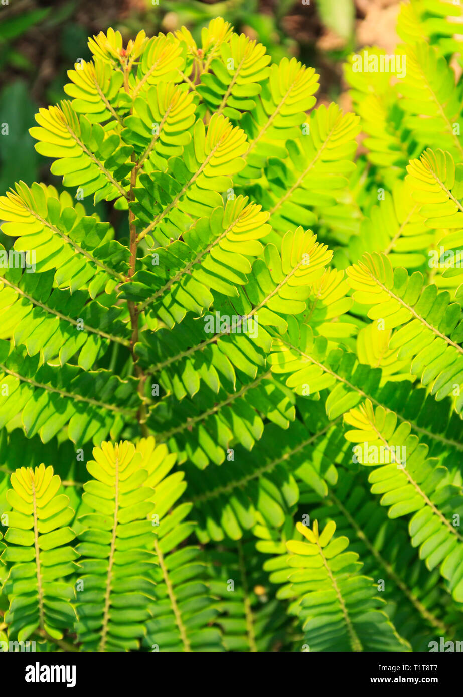 beautiful leaves with gradient green color Stock Photo