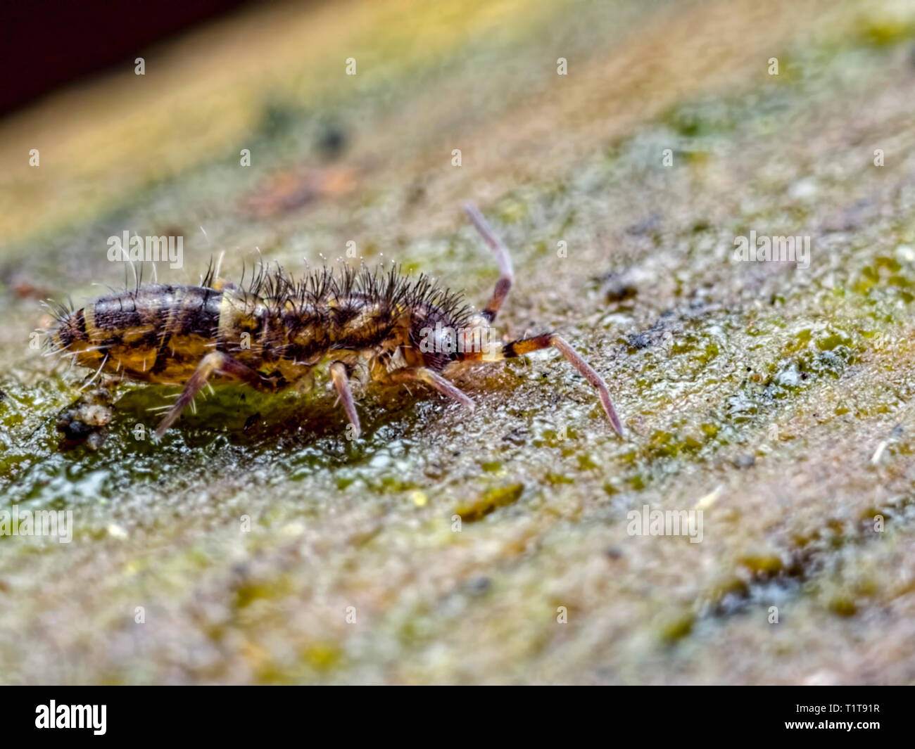 This is a Orchesella villosa elongated-bodied springtail who are densely hairy and one of the largest springtails. This one was found at Ramsdown wood Stock Photo