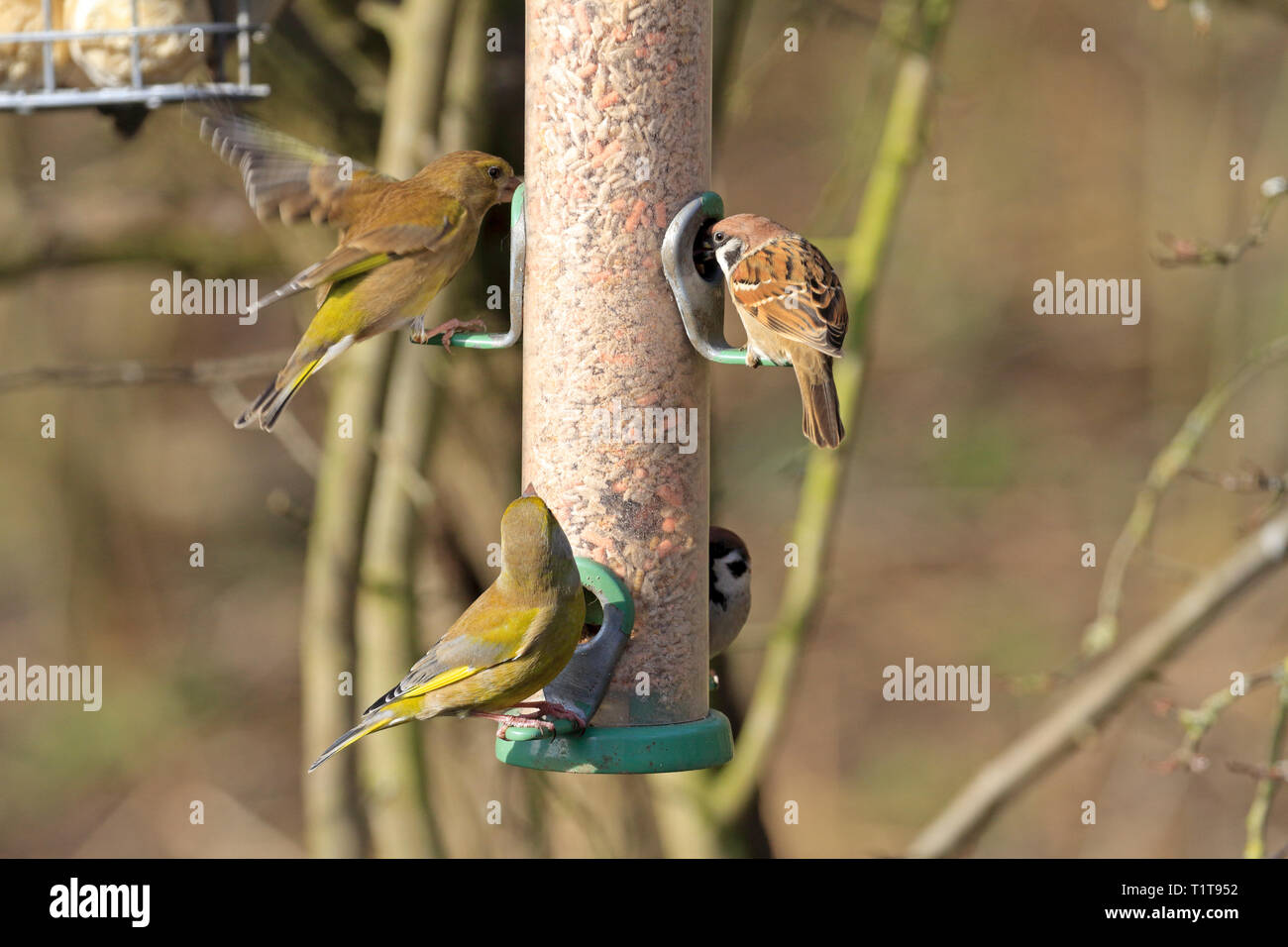 Greenfinch, Carduelis chloris and tree sparrows, Passer montanus on a bird feeder at RSPB reserve Fairburn Ings, Castleford, West Yorkshire, England. Stock Photo