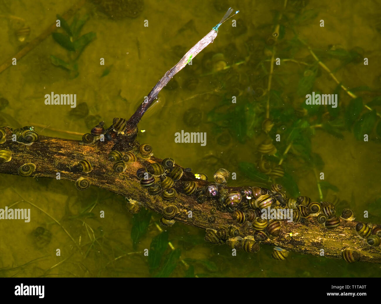 Group of freshwater snails of Kruzhank Valvata piscinalis on the branch floating in the river. Europe. Ukraine. Poltava region. horizontal format. Stock Photo