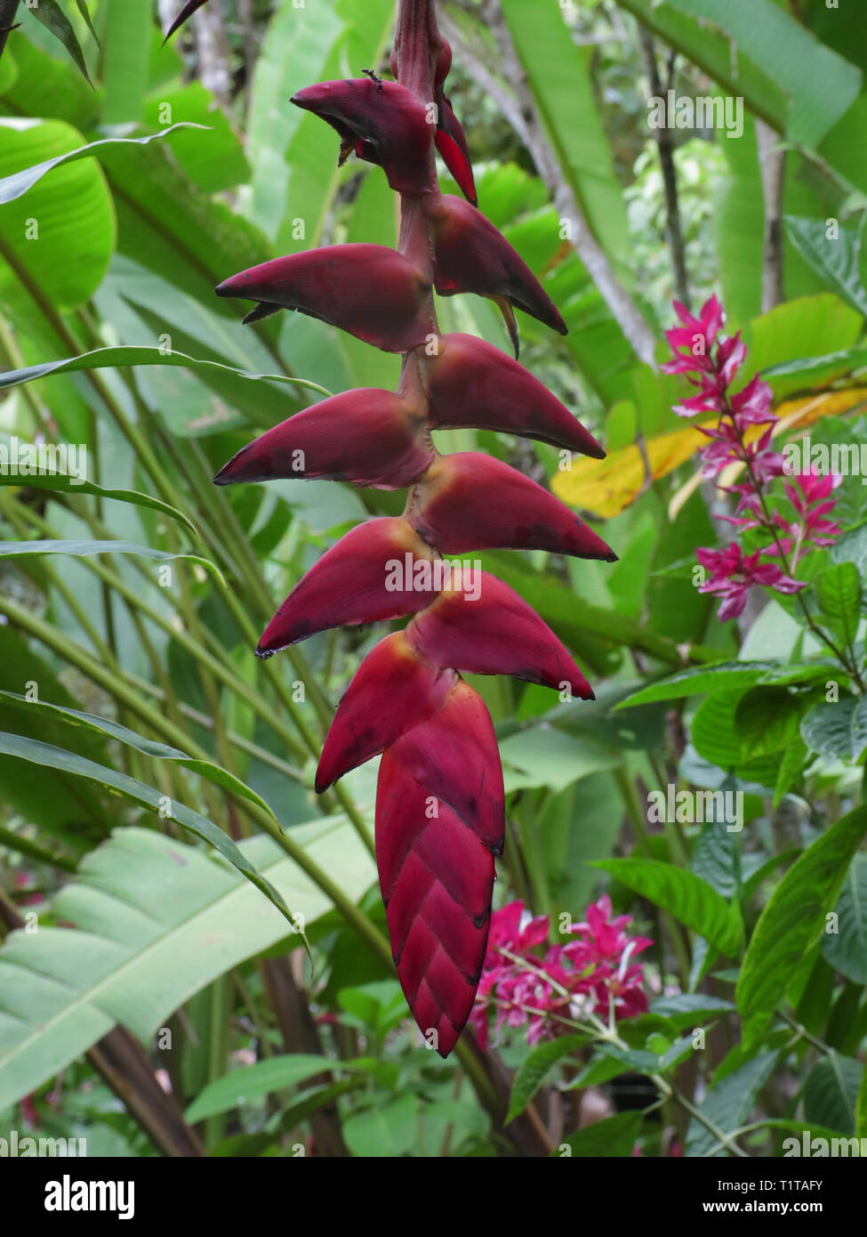 Heliconia rostrata (also known as hanging lobster claw or false bird of paradise) is an herbaceous perennial native to Peru, Bolivia, Colombia, Costa  Stock Photo