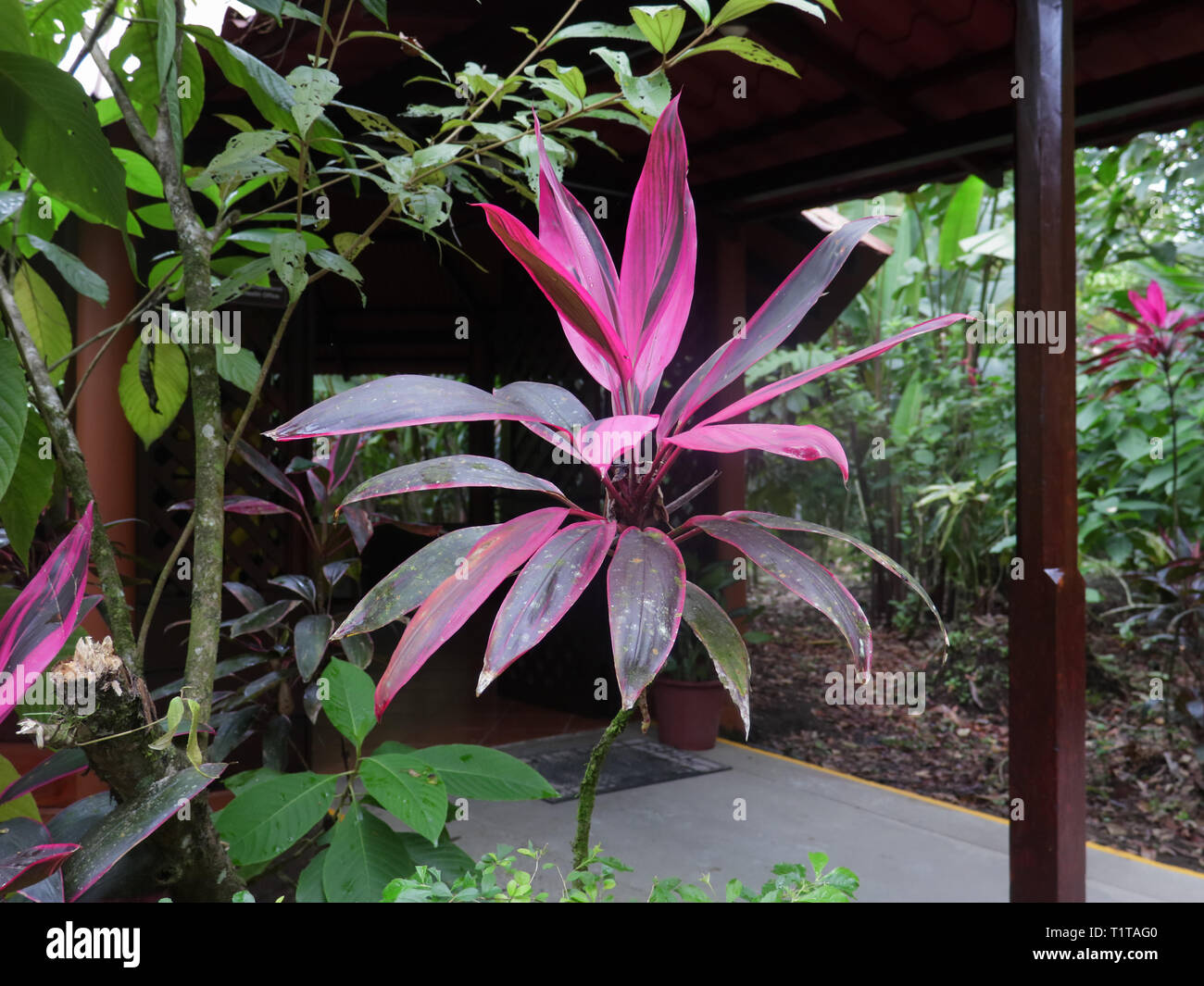 Cordyline petiolaris, known as the broad leaved palm lily is an