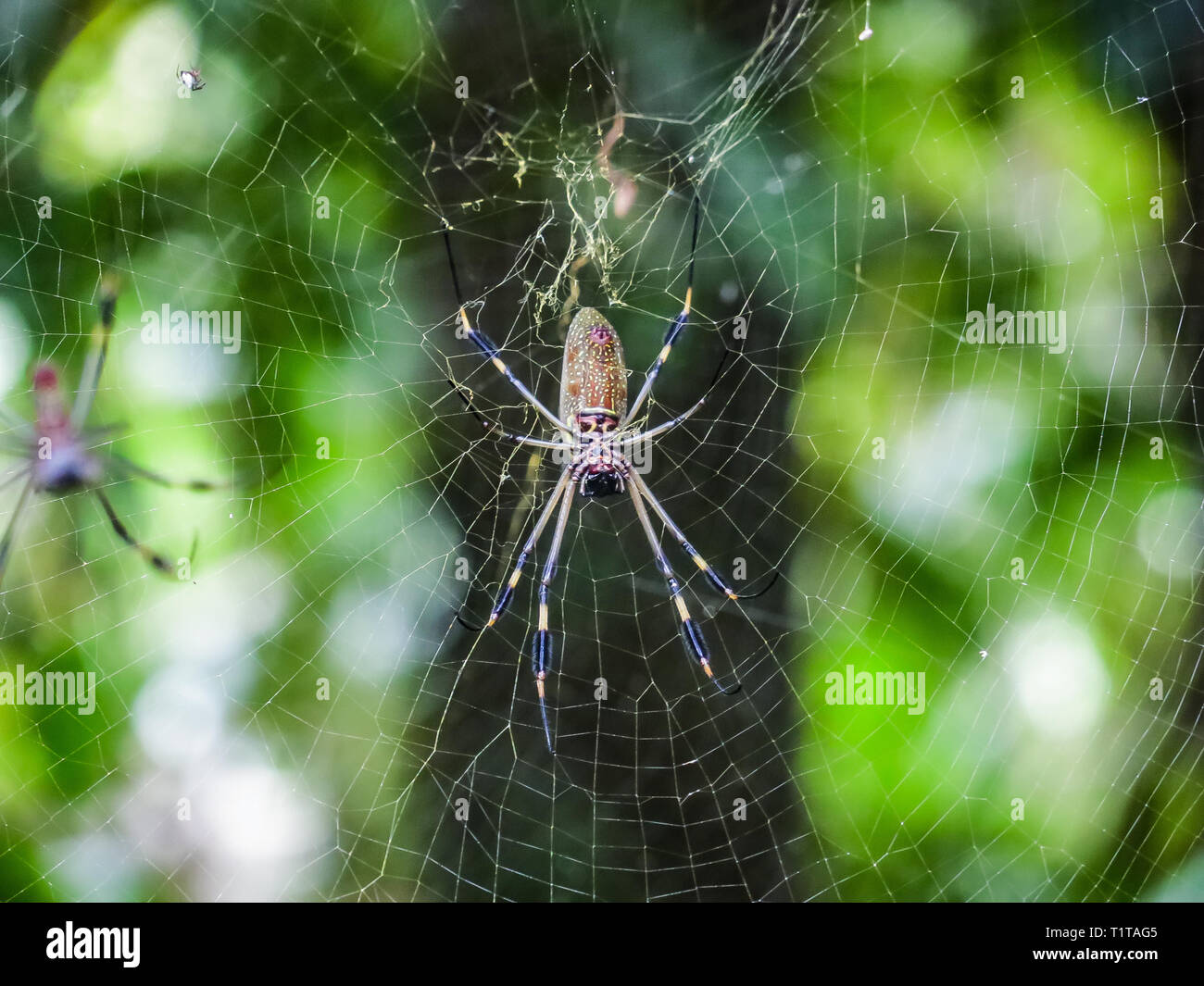 The golden silk orb-weavers (Nephila) are a genus of araneomorph spiders noted for the impressive webs they weave. Nephila consists of numerous specie Stock Photo