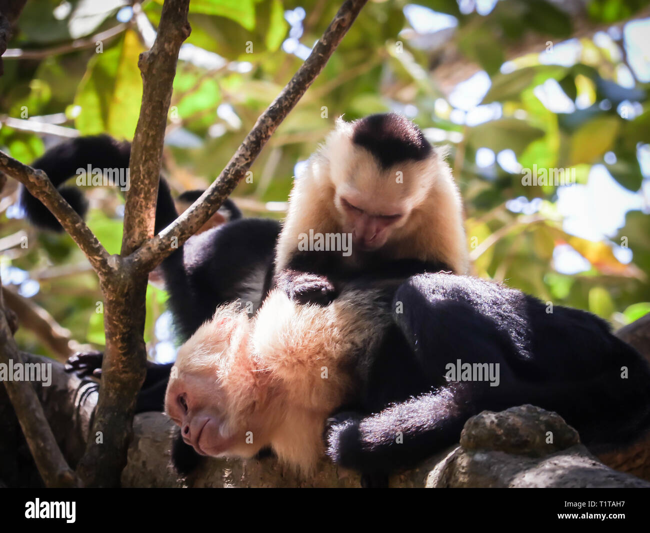 Monkey pirates of the caribbean hi-res stock photography and images - Alamy