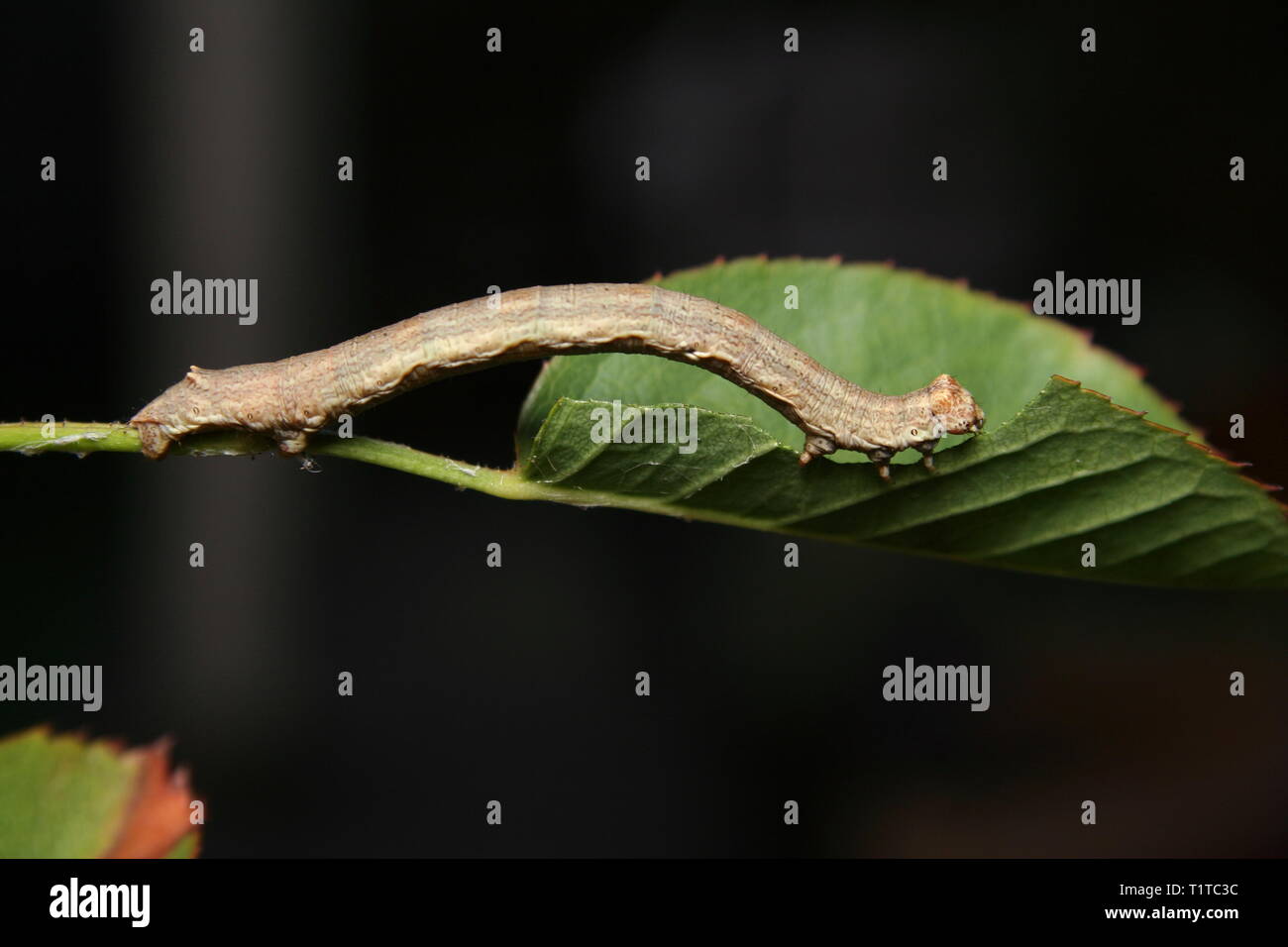 Looper Moth Caterpillar 'Geometridae ennominae' feeding on a leaf of a