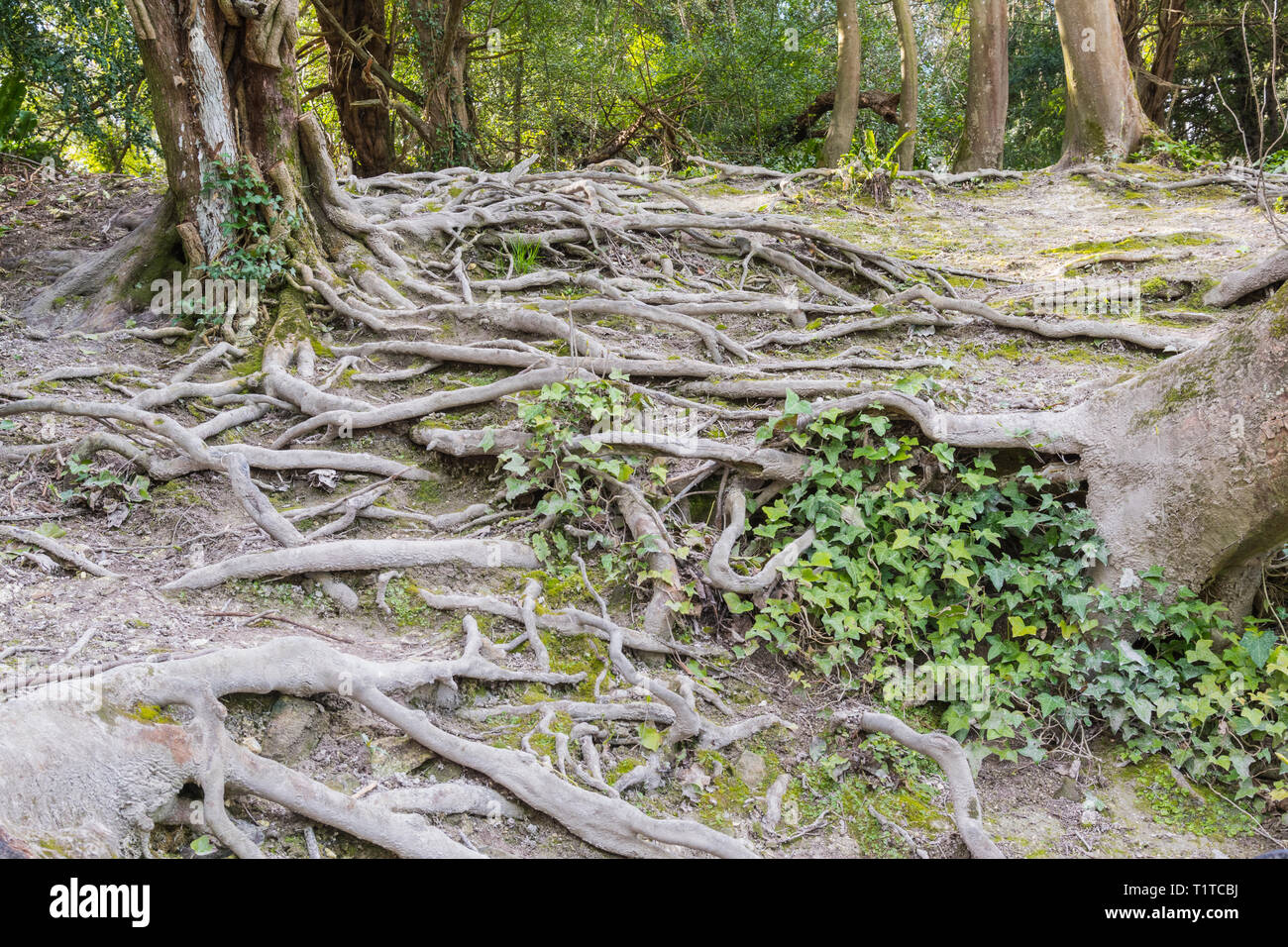 Exposed tree roots from a large tree protruding above ground. Stock Photo