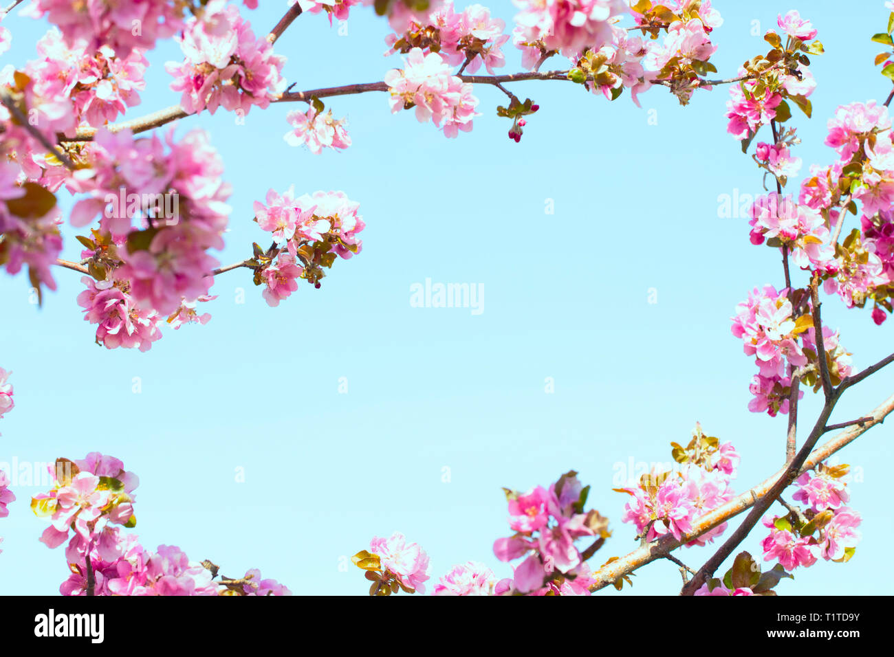 Flowering Of The Apple Tree Spring Background Of Blooming Flowers White And Pink Flowers Beautiful Nature Scene With A Flowering Tree Spring Flowe Stock Photo Alamy