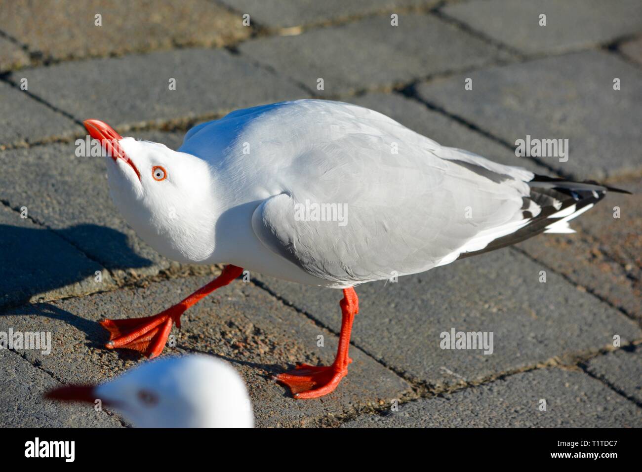 Funny looking Seagull in an ugly mood, an angry bird trying to ward off others so it can get the food Stock Photo