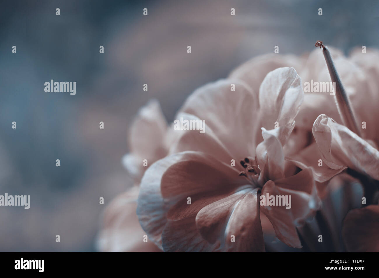 Geranium flower close up. Floral background in soothing colors. Stock Photo