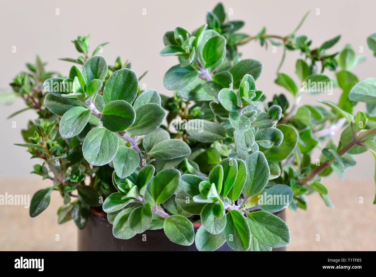 Thyme is any member of the genus Thymus of aromatic perennial evergreen herbs. Stock Photo