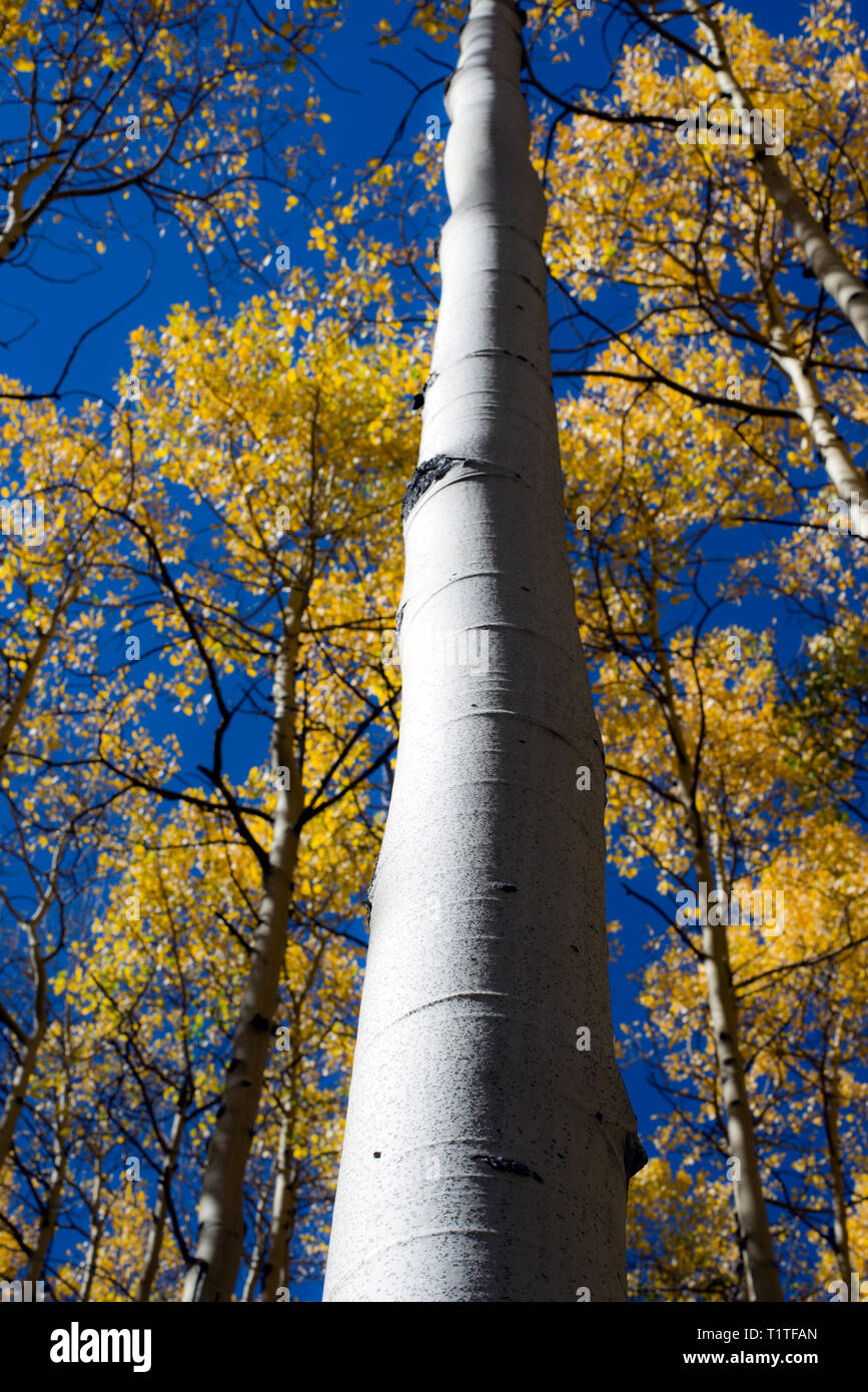 Birch Creek Stock Photos & Birch Creek Stock Images Alamy