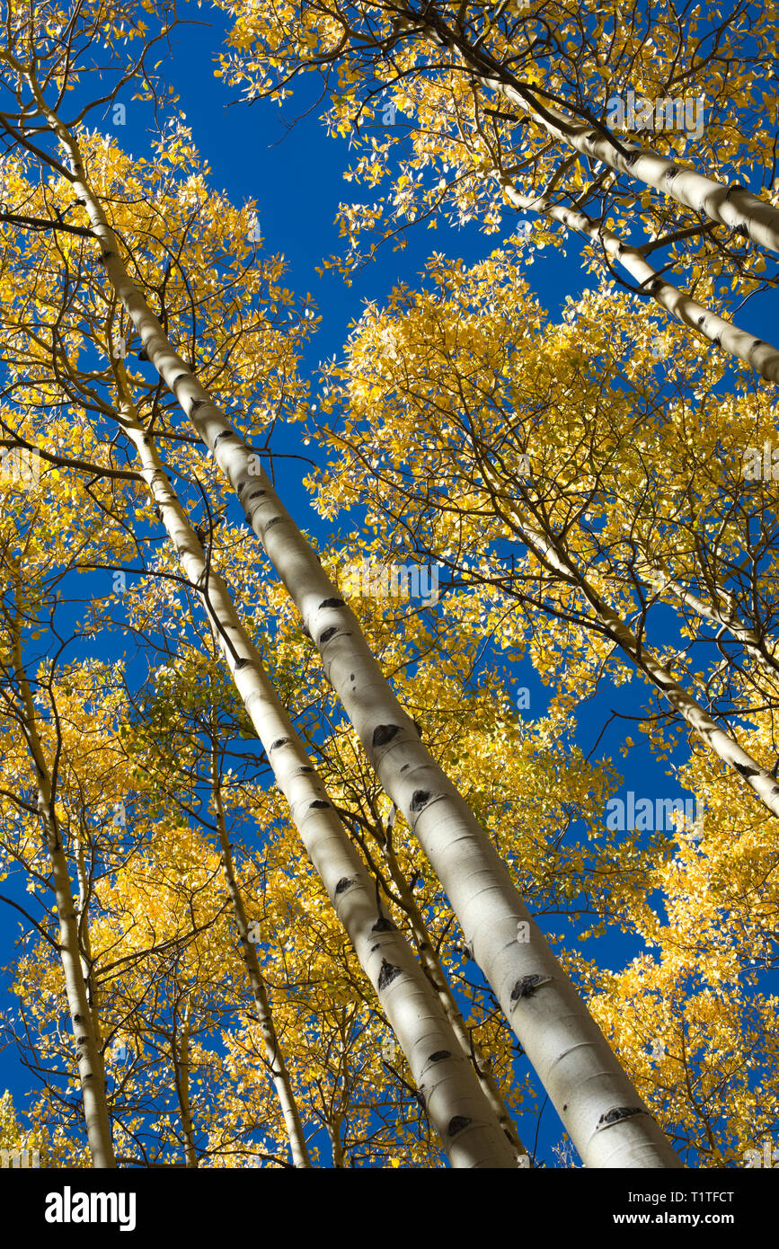 Birch Creek High Resolution Stock Photography and Images Alamy