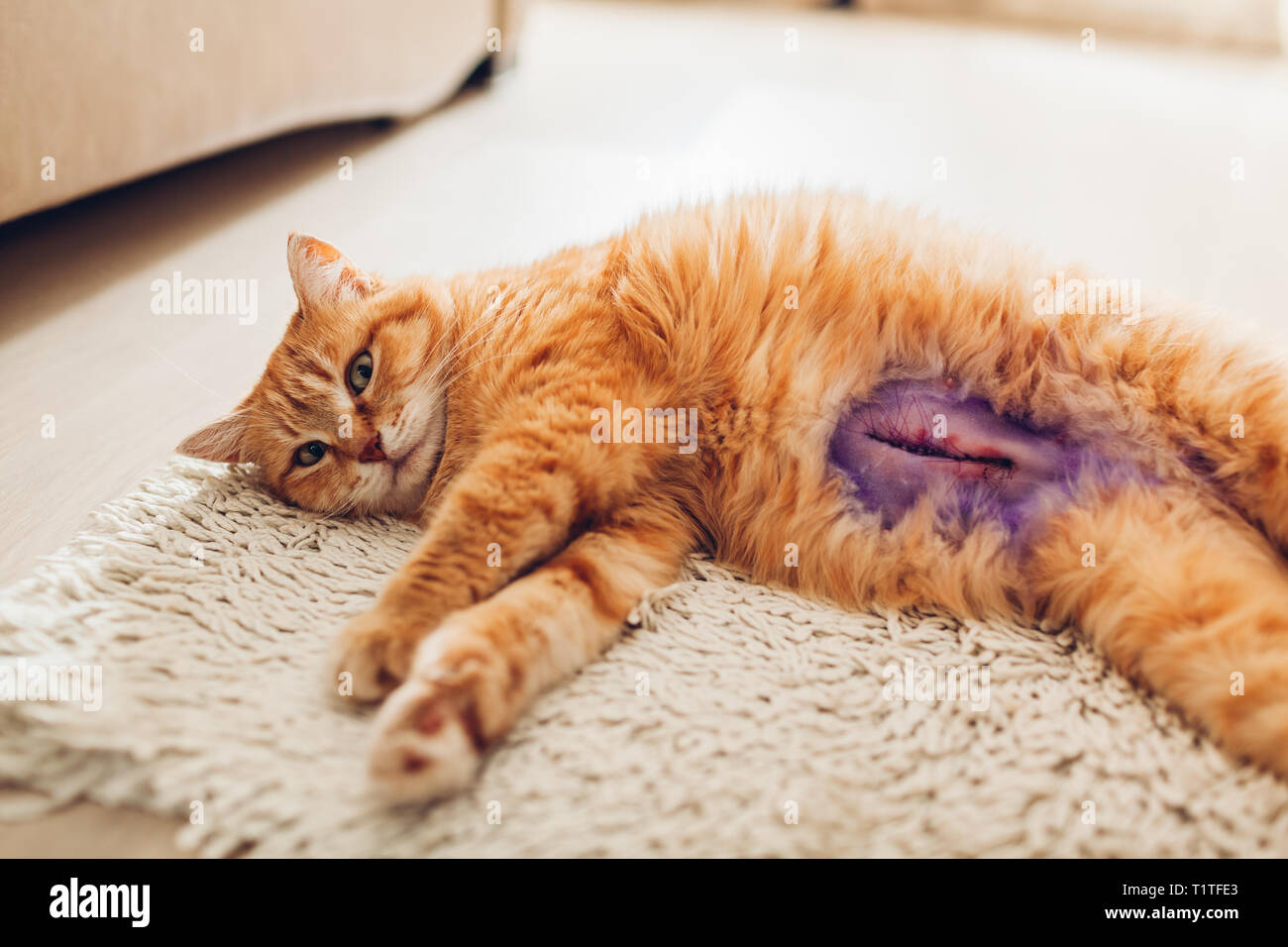 Home remedies for top pyometra in cats