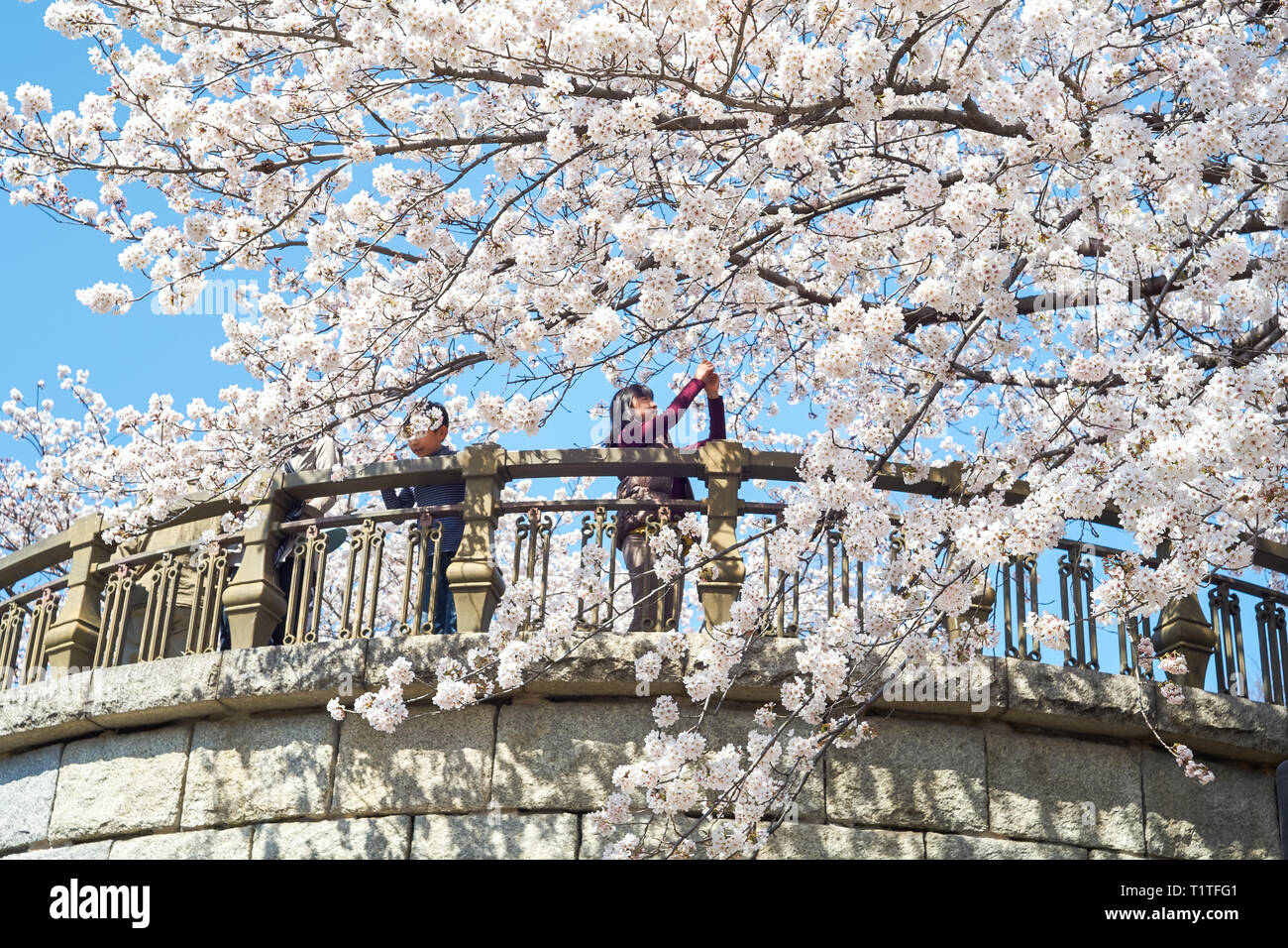 People at a park admiring blooming sakura cherry blossom trees. Spring in Japan. Stock Photo